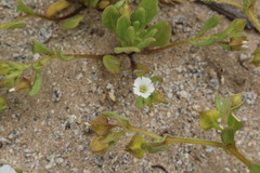 Nolana parviflora