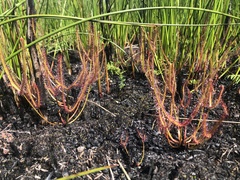 Drosera binata