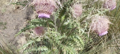 Cirsium nivale
