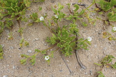 Nolana parviflora