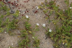 Nolana parviflora