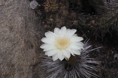 Trichocereus deserticola