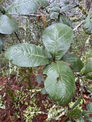 Quercus crassifolia