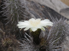 Trichocereus deserticola