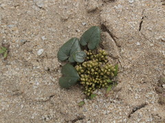 Dioscorea fastigiata