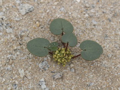 Dioscorea fastigiata