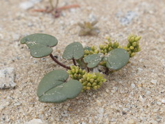 Dioscorea fastigiata