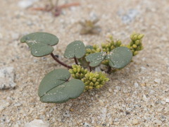 Dioscorea fastigiata