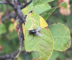 Calyptratae