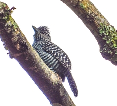 Thamnophilus multistriatus