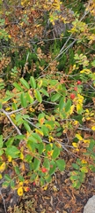 Sorbus sitchensis