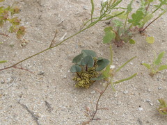 Dioscorea fastigiata