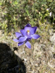 Thelymitra megcalyptra