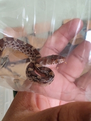 Pituophis deppei