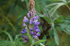 Lupinus montanus