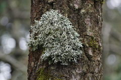 Pseudevernia consocians