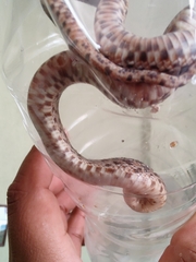 Pituophis deppei