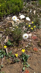 Chrysocephalum baxteri