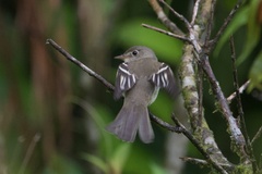 Empidonax minimus