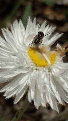 Chrysocephalum baxteri