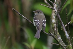 Empidonax minimus