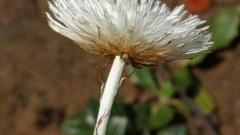 Chrysocephalum baxteri