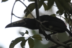 Pteroglossus torquatus