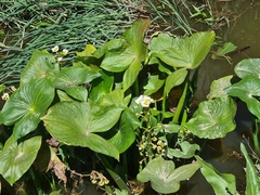 Sagittaria montevidensis