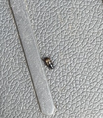 Aphodiinae