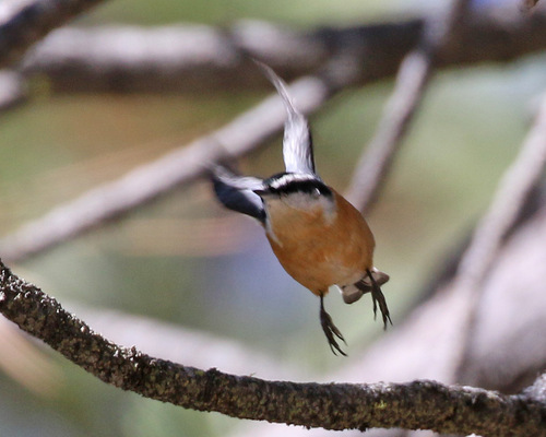 iNaturalist observation photo of Red-breasted Nuthatch