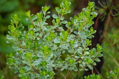 Baccharis conferta