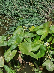 Sagittaria montevidensis