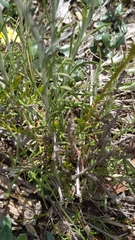 Chrysocephalum baxteri