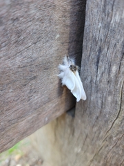 Trichiocercus sparshalli