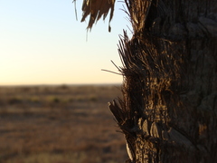 Trithrinax campestris