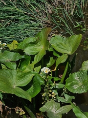 Sagittaria montevidensis