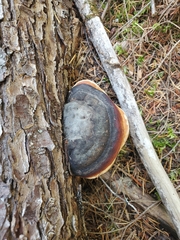 Fomitopsis pinicola