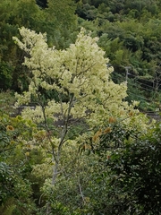 Homalium cochinchinense