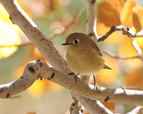 iNaturalist observation photo of Ruby-crowned Kinglet