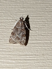 Eudonia heterosalis