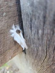 Trichiocercus sparshalli