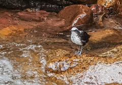 Cinclus leucocephalus