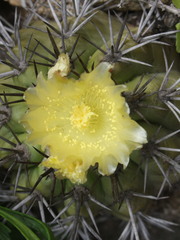 Copiapoa echinoides
