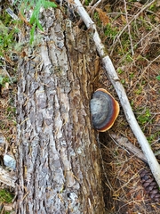 Fomitopsis pinicola
