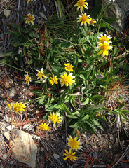 Arnica lanceolata