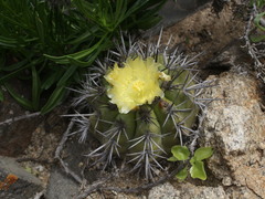 Copiapoa echinoides