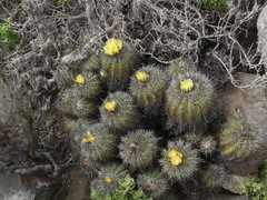 Copiapoa echinoides