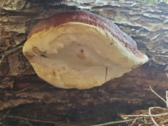 Fomitopsis pinicola