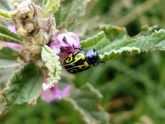 Calligrapha mexicana