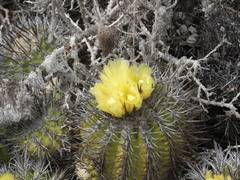 Copiapoa echinoides